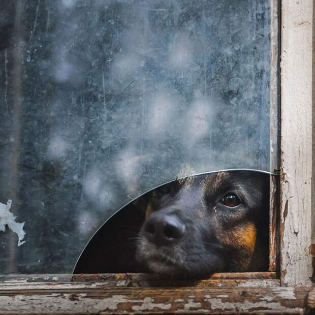 фото животных у окна собака 2