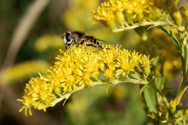 2009-09-07-05-Золотарник Канадский Solidago Canadensis L - МИР РЕПТИЛИЙ И НАСЕКОМЫХ.- я.ру