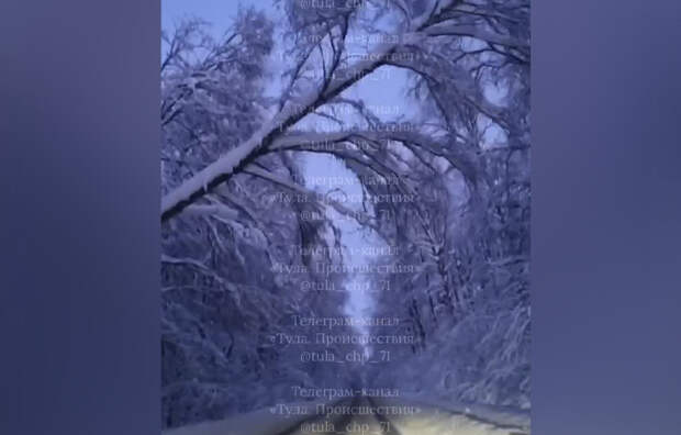 Туляки сообщают об аварийных заснеженных деревьях на дороге Тула–Демидовка–Оленино