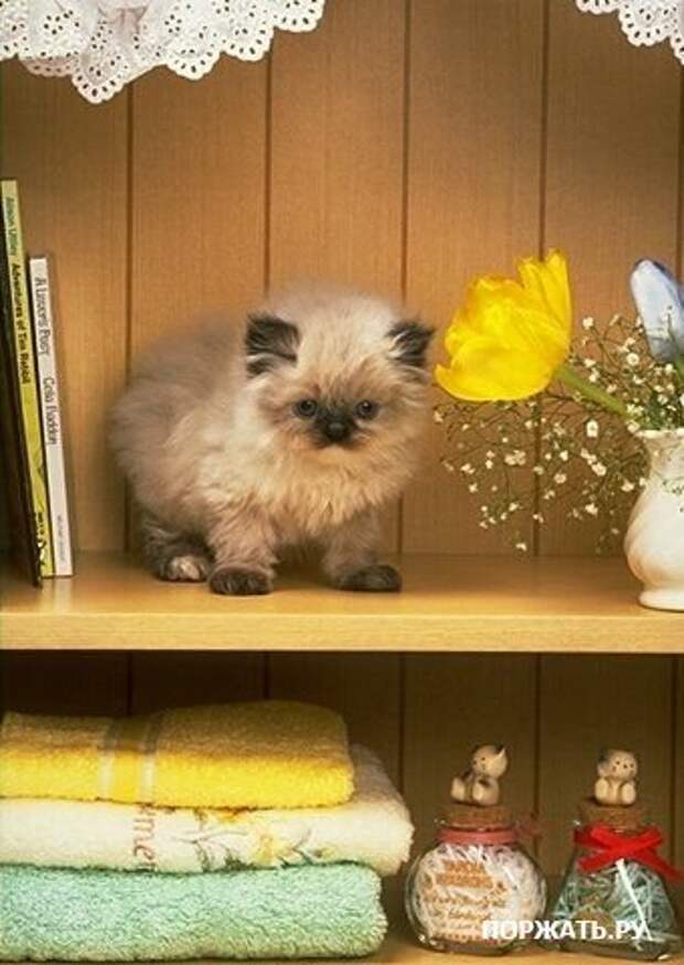 Фотоприколы с вконтакте.