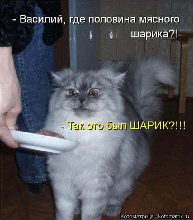 Котоматрицы(картинки с надписями)