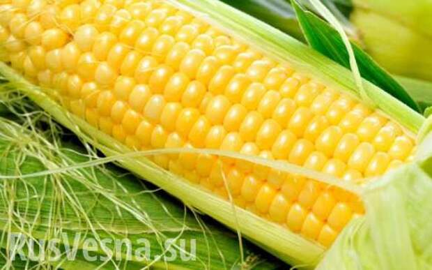 Чиновники зерновой госкорпорации Украины украли полмиллиона долларов на кукурузе | Русская весна