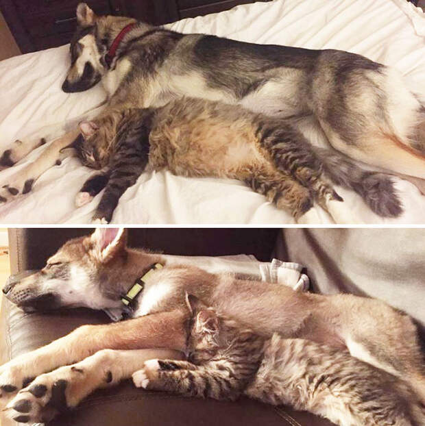 husky-dog-picks-shelter-cat-friendship-raven-woodhouse-christina-5