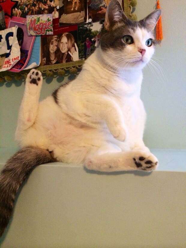 Смешные и забавные кошки