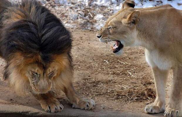 Играя со своим детенышем, лев не рассчитал силы. Реакция львицы просто бесподобна.
