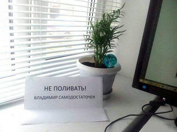 Цветок по имени Владимир. Цветок по имени Владимир.