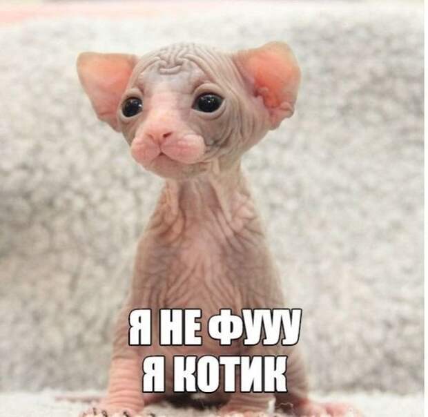 Подражая котоматрице котоматрица, коты, юмор