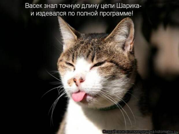 Котоматрица