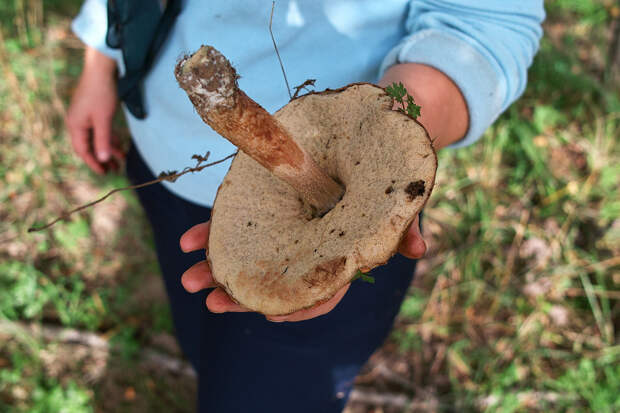 Подберёзовик — съедобный гриб 2-й категории. Имеет тускло-коричневую шляпку подушковидной формы и белую тонкую ножку (до 17 см) с буроватыми чешуйками. Произрастает в лиственных лесах близ берёз. (carlfbagge)