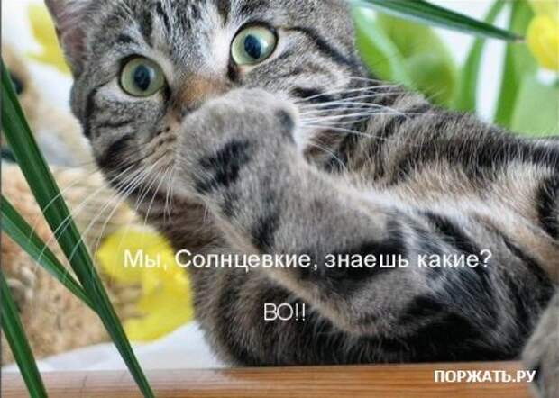 Ржачные картинки животных, смешные надписи.