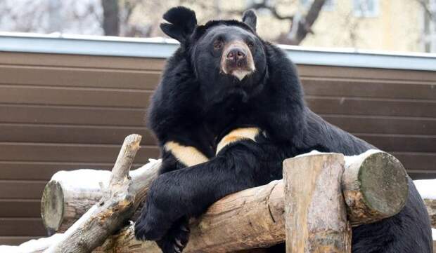 Гималайский медведь Вася впервые впал в спячку в Московском зоопарке