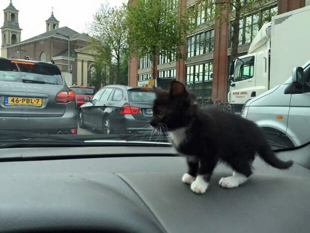 Милые малыши-котята растопят ваше сердце