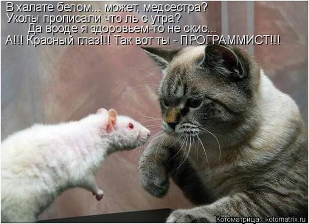 Котоматрицы (картинки с надписями)