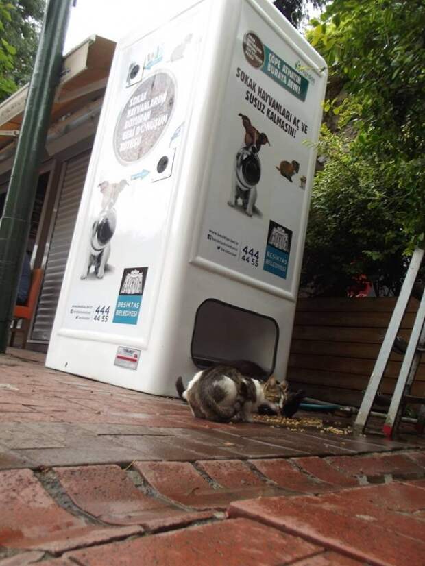 Автомат, который кормит бездомных животных