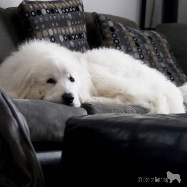 Great Pyrenees