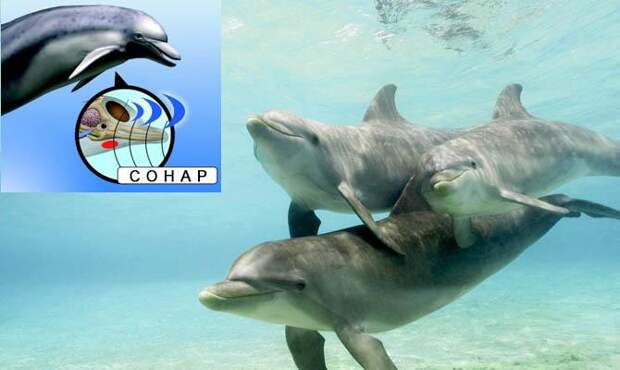 Дельфин - Сонар - Факты