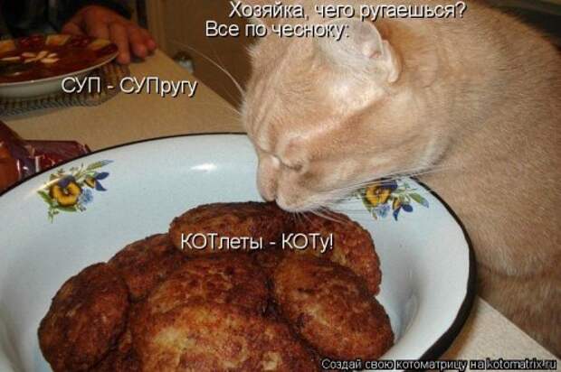 Новая котоматрица (30 фото)