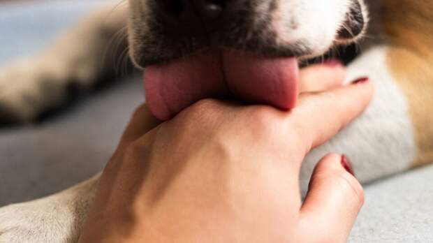 Многие считают, что собаки лижут нас, потому что пот делает нашу кожу соленой. Фото sanjagrujic/iStock