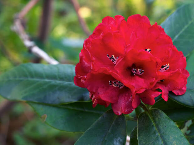 Rhododendron_02 (700x525, 94Kb)