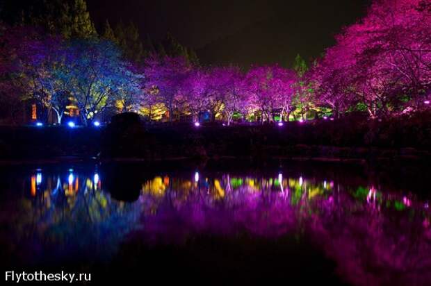 Фестиваль цветущей вишни в Тайване (4)