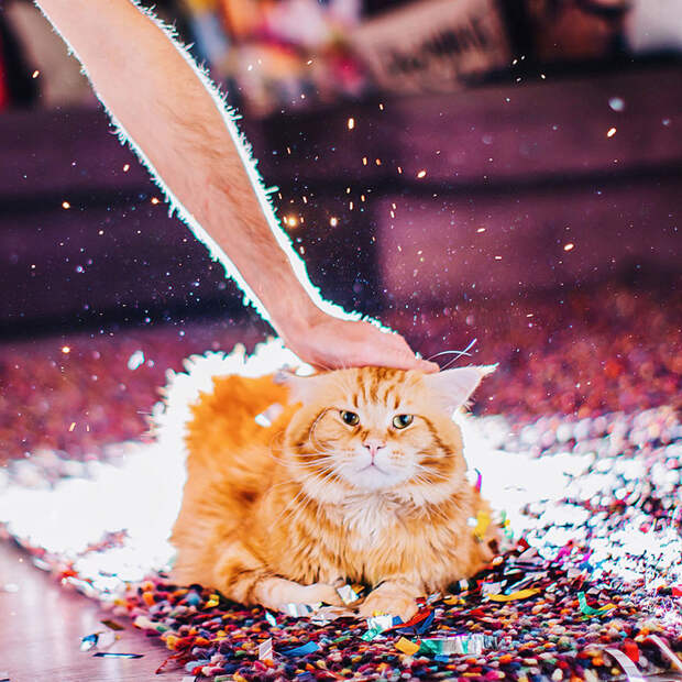 Русский кот по имени Котлета покоряет интернет: рыжий всегда в моде! животные, кот Котлета