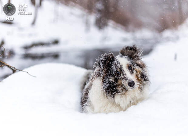 Снег — собачье счастье. (Sean Van dongen)