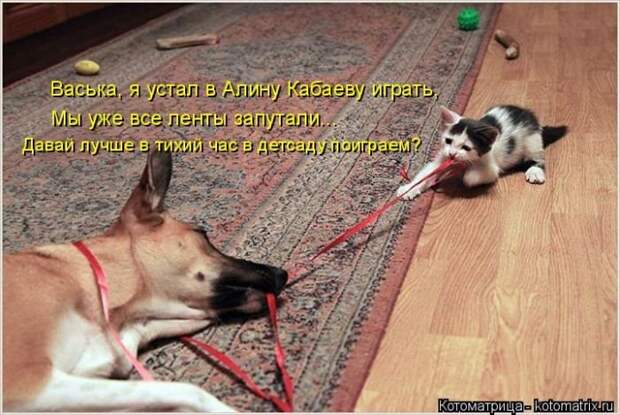 Прикольные котоматрицы - смешные кошки Прикольные котоматрицы - смешные кошки