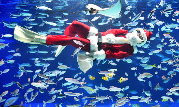 Водолаз в костюме Санта-Клауса, Токио
