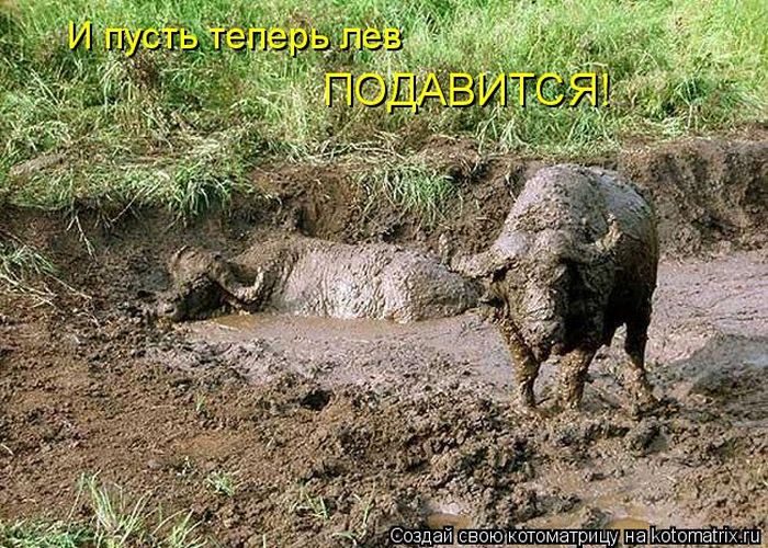 Лучшие котоматрицы недели