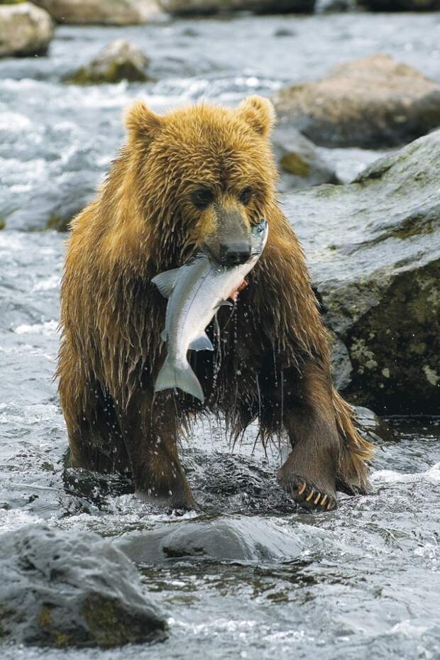 Когда рыба идет на нерест, медведи проводят у реки круглые сутки.