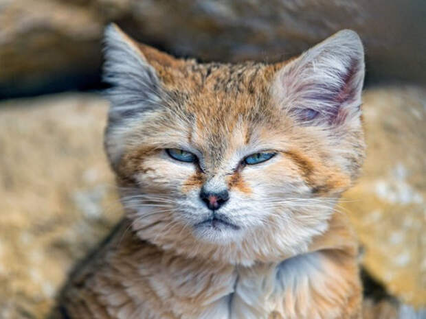 Барханный кот - кот, который всегда остается похожим на котенка животные, коты