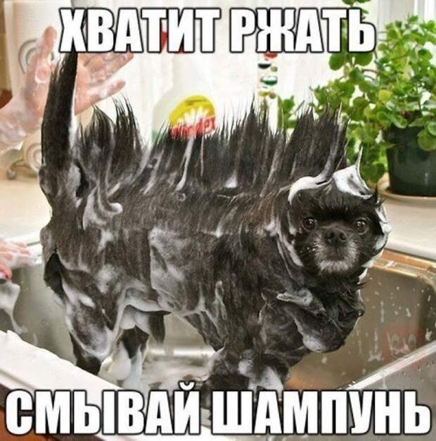 Прикольные фотомемки для настроения Прикольные фотомемки для настроения