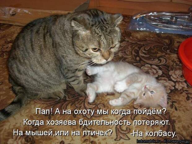 Лучшие котоматрицы недели (50 фото)