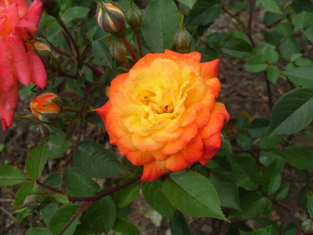 Миниатюрная роза сорт Sunmaid