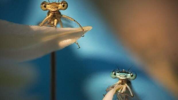 Любопытные стрекозы в неожиданно милой фотосессии Типли Ремуса животные, стрекоза, фотосессия