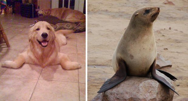 similar-things-look-alike-32__700