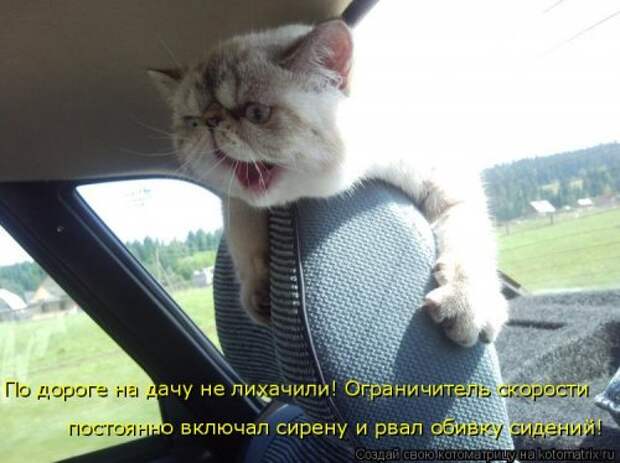 Новая котоматрица (38 фото)