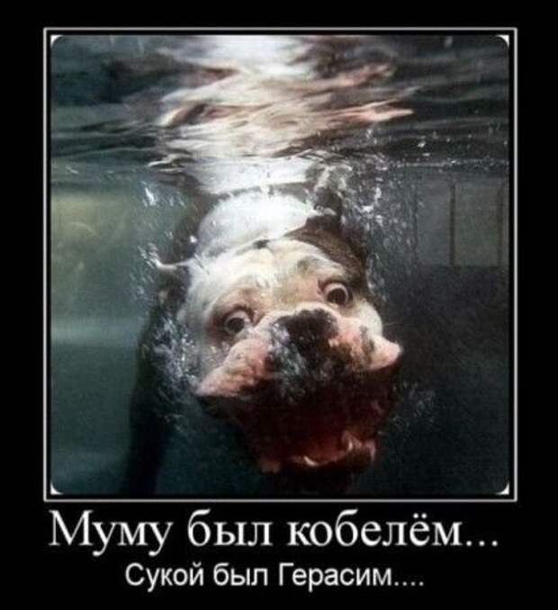Демотиваторы приколя дня.
