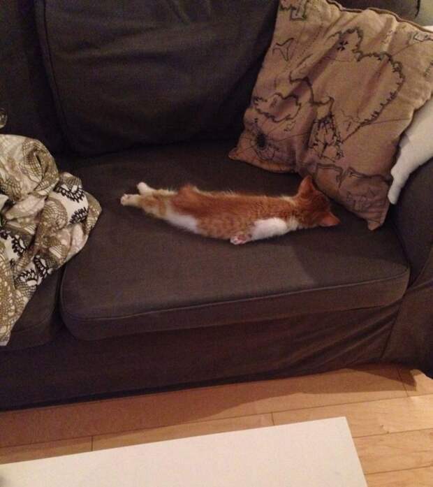 Смешные и забавные кошки