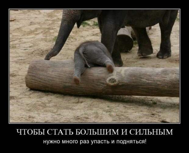 Чтобы стать большим и сильным нужно много раз упасть и подняться демотиватор, юмор