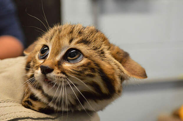 unusual-wild-cats-5__880