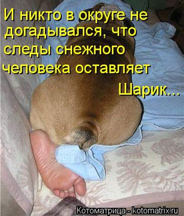 Котоматрица: И никто в округе не  догадывался, что  следы снежного  человека оставляет Шарик...