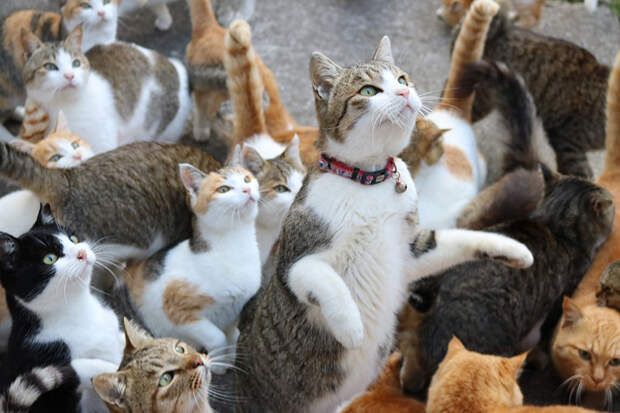 cat-island-japan-tweet-food-donation-aoshima-19