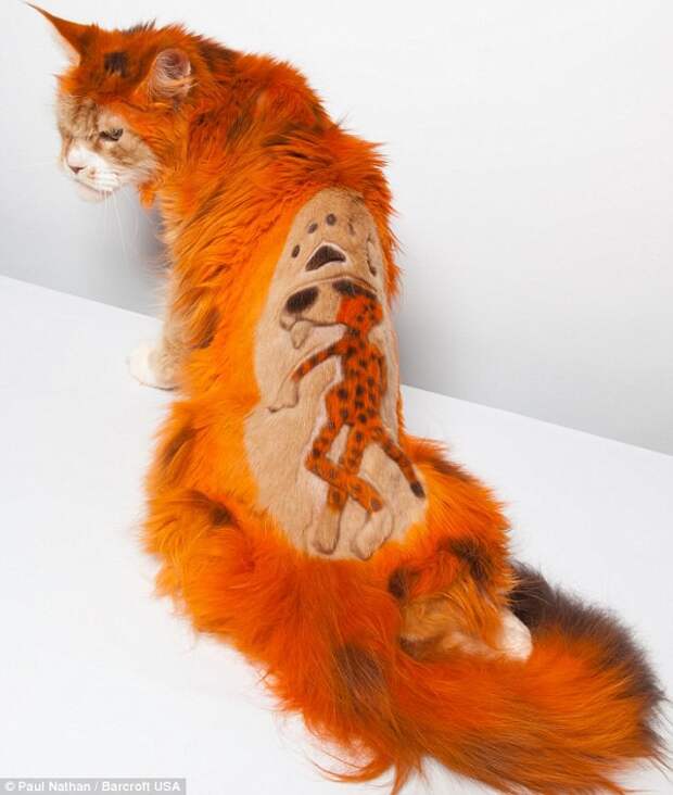 котики остриженные 