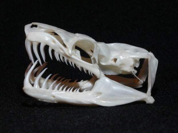 Собакоголовый удав - обладатель самых длинных зубов среди неядовитых змей животные, занимательно, интересно, необычно, природа, ракурс, факты