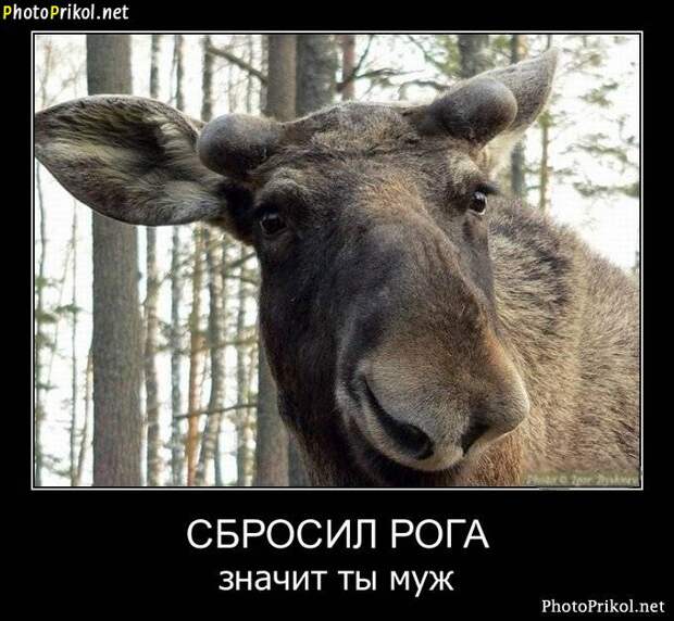 Демотиваторы приколы 3 Демотиваторы приколы 3