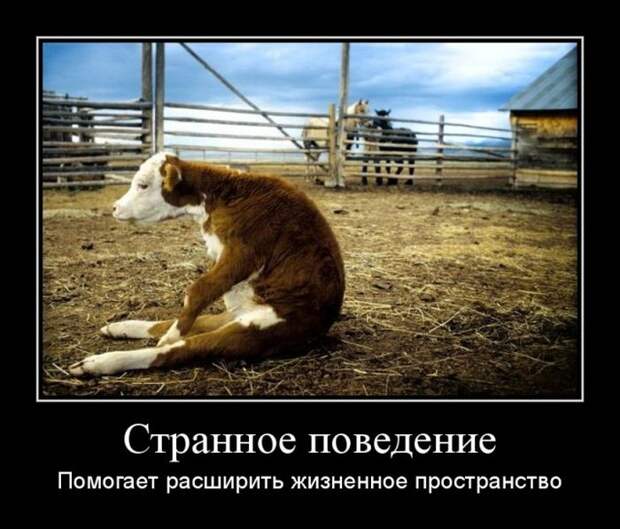 Демотиваторы (30 фото)