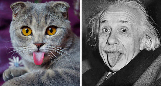 Кот и Альберт Эйнштейн. гулять, кошки, фото