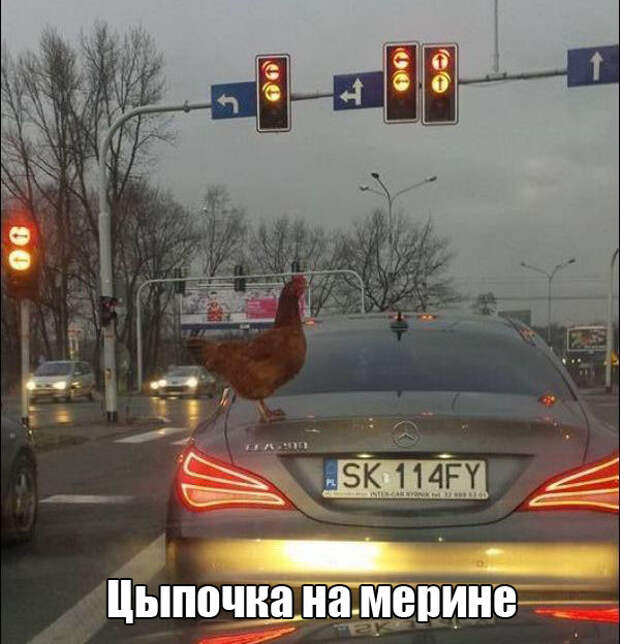 Прикольные картинки картинки, юмор