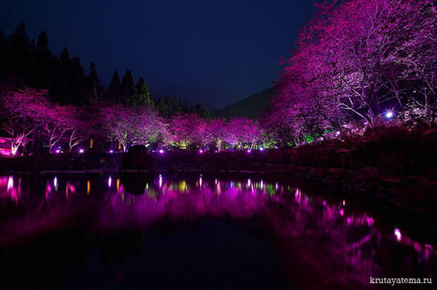 Фестиваль Cherry Blossom